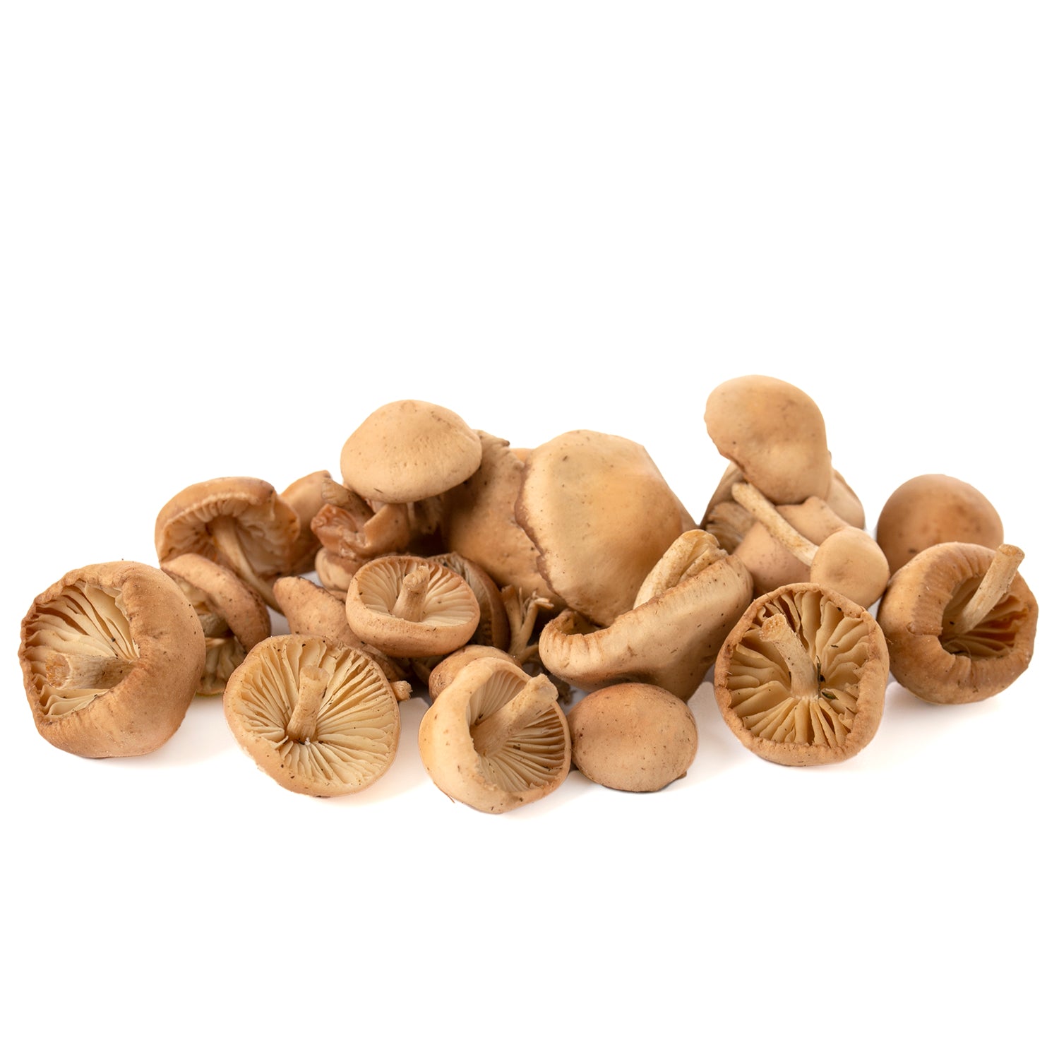 Fairy Ring Mushroom | Marasmius oreades | 5 lb
