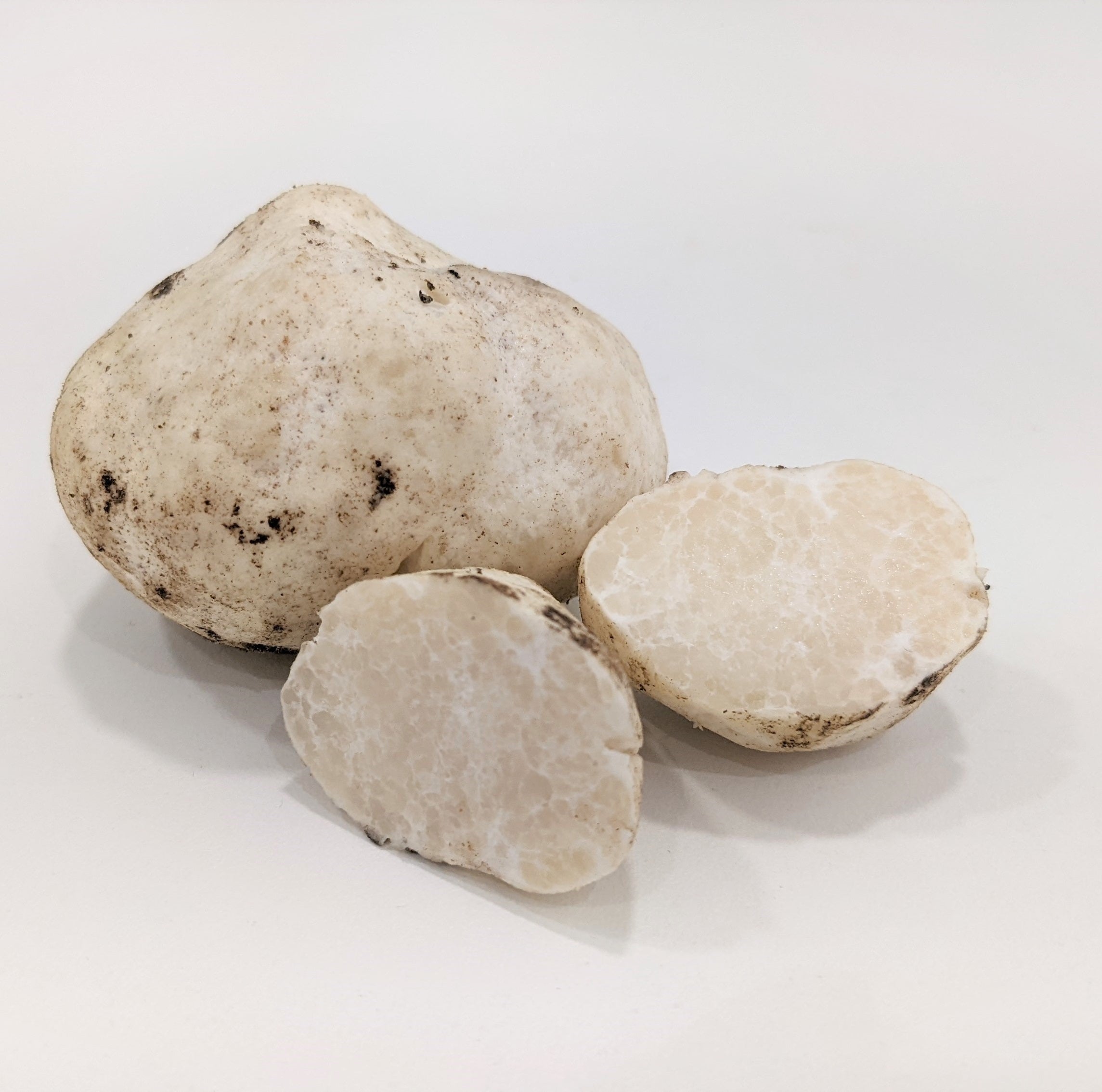 Honey Truffle - Mattirolomyces terfezioides