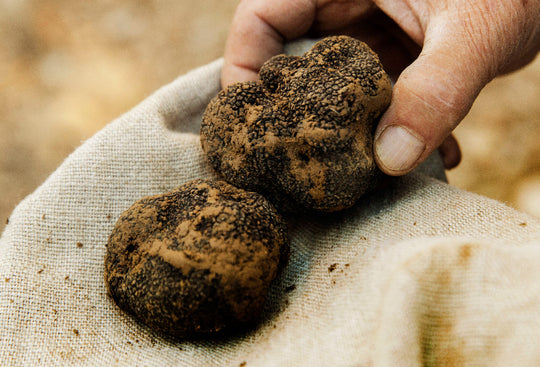 What is Black Truffle? Exploring the Essence of a European Culinary Delicacy