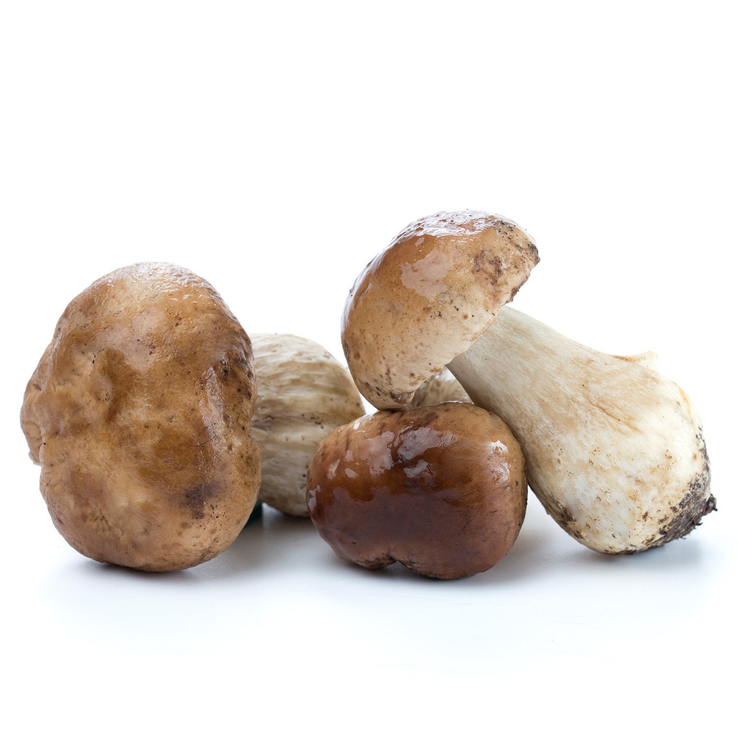 Wild Porcini | Boletus edulis | 5 lb