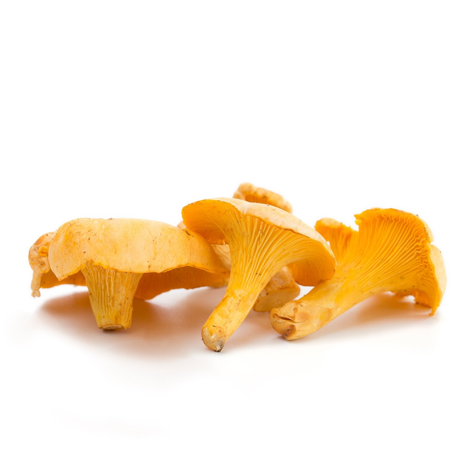 Chantarelle | Cantharellus cibarius | 5 lb