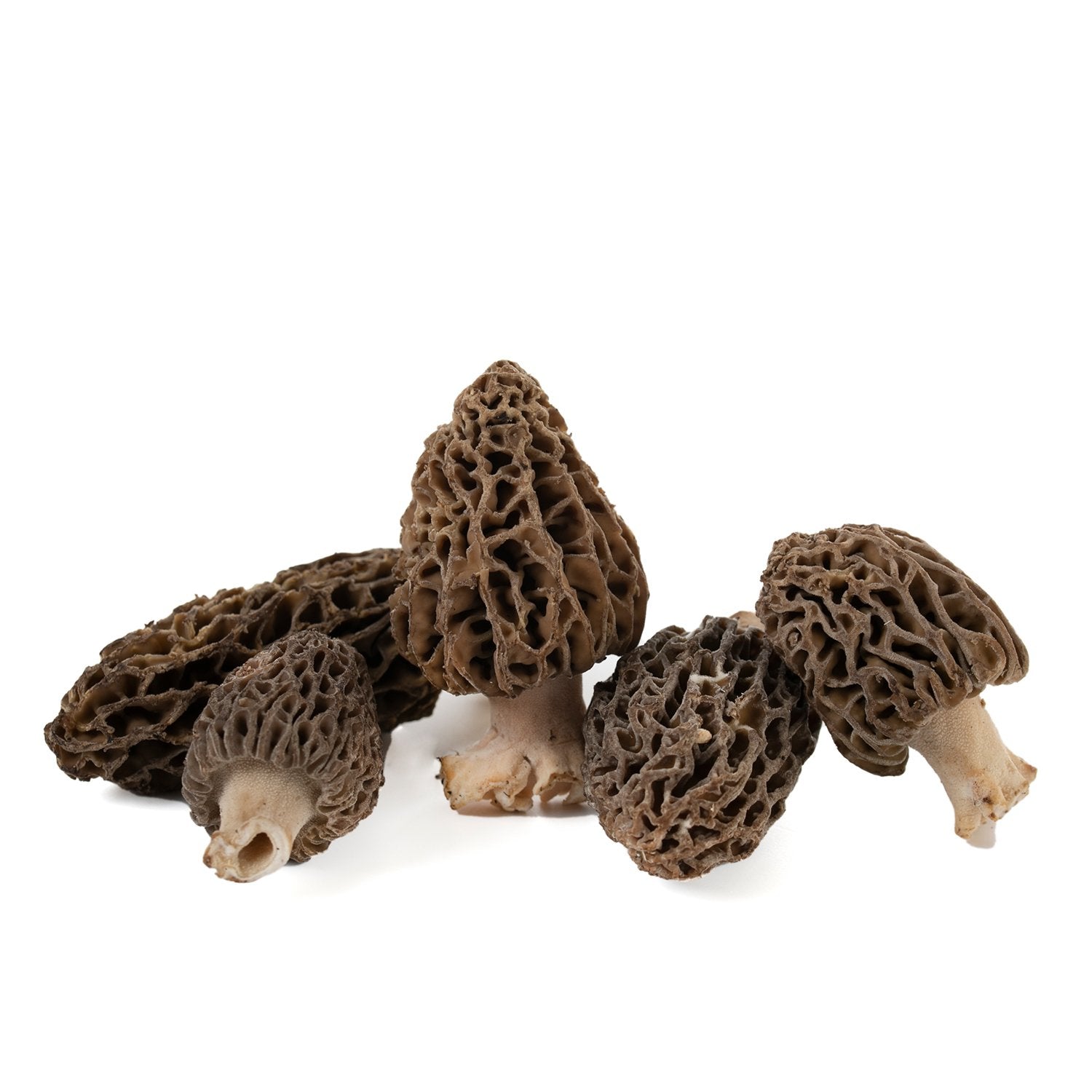 Fresh Morel (Morchella deliciosa)