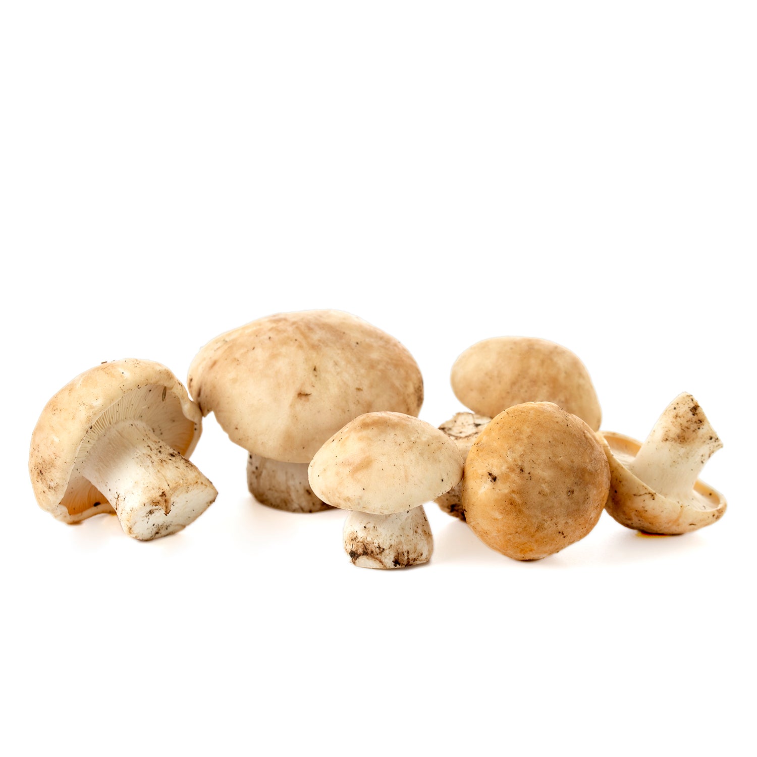 St. George's Mushroom | Calocybe Gambosa | 5 lb